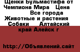 Щенки Бульмастифа от Чемпиона Мира › Цена ­ 1 000 - Все города Животные и растения » Собаки   . Алтайский край,Алейск г.